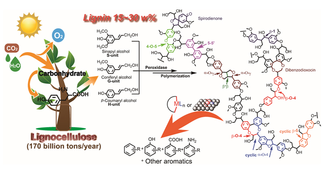 中国科学院大连化学物理研究所发表木质素催化转化综述文章(图)