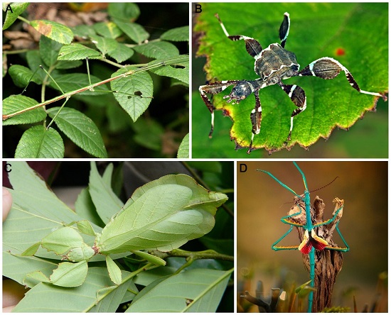 理学 生物学 昆虫学